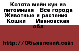 Котята мейн-кун из питомника - Все города Животные и растения » Кошки   . Ивановская обл.